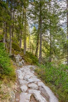 Landscape with trail path among trees Stock Photos
