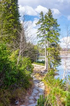 Landscape with trail path among trees Stock Photos