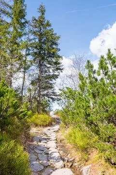 Landscape with trail path among trees Stock Photos