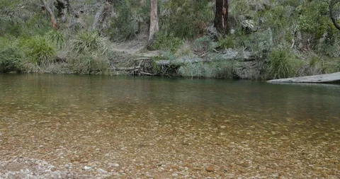 Landscape of tranquil forest river flowing slowly through the Australian bush Stock-Footage 116108429