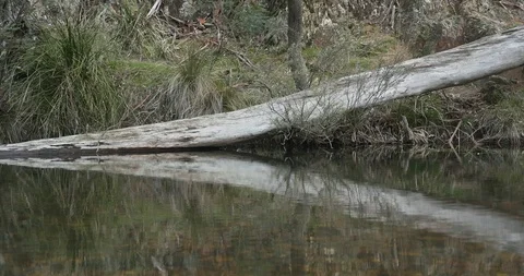 Landscape of tranquil forest river flowing slowly through the Australian bush Stock-Footage 116180636