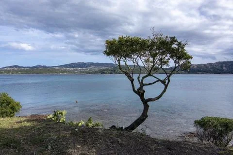 Landscape with tree and sandy beach in Sardinia Stock Photos