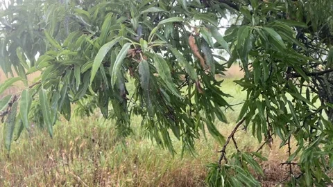 Landscape with a tree on the background of a field Video stock 161298752