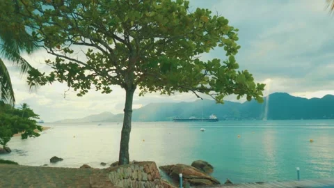 Landscape Tree at the beach Stock-Footage 149785202
