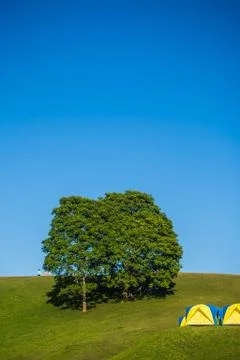 Landscape  of tree with blue  sky Foto stock