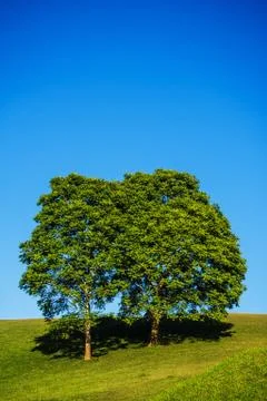 Landscape  of tree with blue  sky Stock Photos