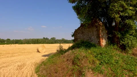 Landscape with a tree in the field Stock Footage 221106986
