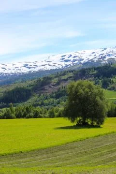 Landscape with tree on field Stock Photos