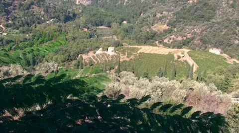 Landscape with tree foliage  and vineyard in the background Stock Footage 8952464