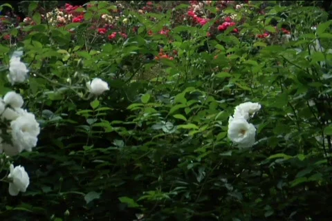 Landscape tree Video stock 311583