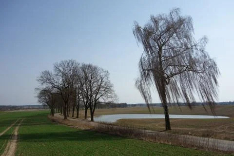 Landscape with a tree-lined road south of Olsztyn, Poland Stock Photos