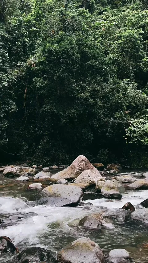 Landscape, tree, mountain, stone, rock, green, moss, Stock Footage 233718271