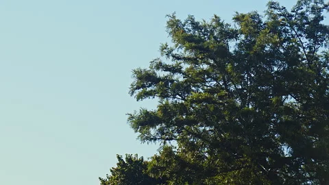 Landscape of a tree moving with the wind, birds singing Vídeos de archivo 328740765