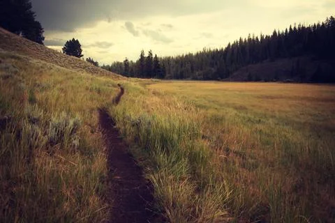 Landscape tree nature forest path grass Foto stock