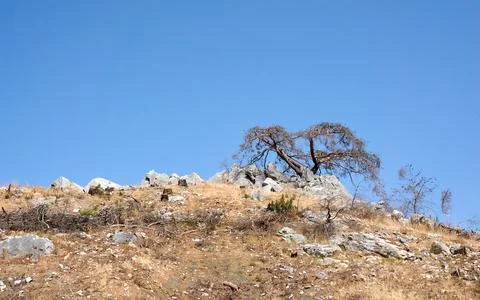 Landscape with tree over rocks Stock Photos