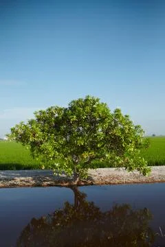 Landscape of a tree at a paddy field Stock Photos