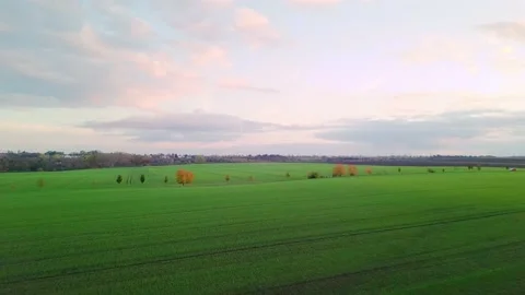 Landscape with tree path during Golden Hour Stock Footage 229200819