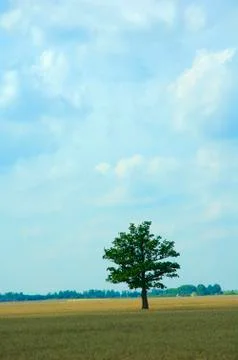 Landscape with tree Stock Photos