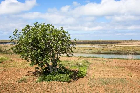 Landscape with tree Stock Photos