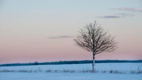 Landscape with a tree Stock Photos