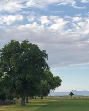 Landscape tree Stock Photos