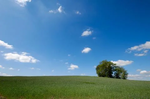 Landscape with a tree Stock Photos
