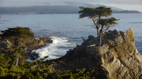 Landscape of Tree on Rock with the Ocean Stock Footage 46559829