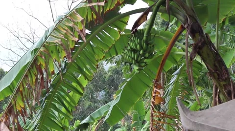 Landscape tree standing in the wind, the fruit in the garden Stock Footage 47455789