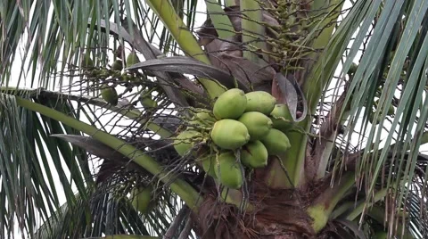 Landscape tree standing in the wind, the fruit in the garden Stock Footage 47456017