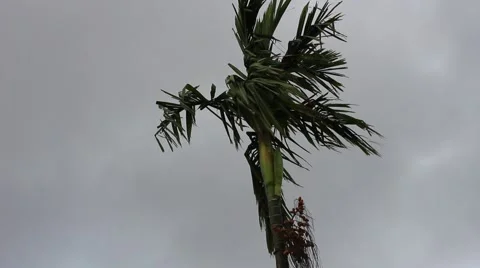 Landscape tree standing in the wind, the fruit in the garden Stock Footage 47456354