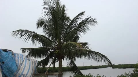 Landscape tree standing in the wind, the fruit in the garden Stock Footage 47456425