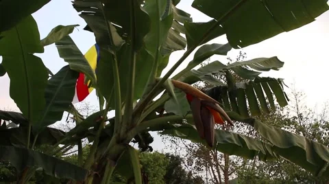 Landscape tree standing in the wind, the fruit in the garden Stock Footage 47456734