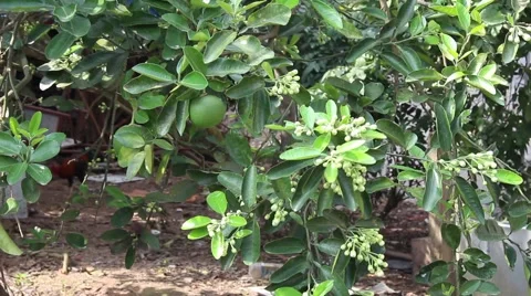 Landscape tree standing in the wind, the fruit in the garden Stock Footage 47456827