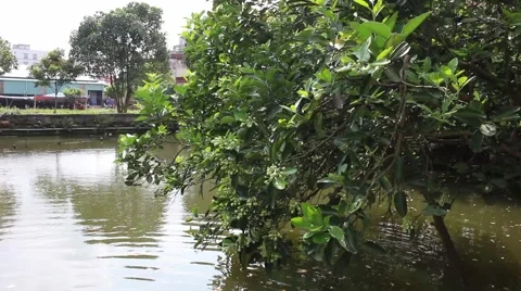 Landscape tree standing in the wind, the fruit in the garden Stock Footage 47456953