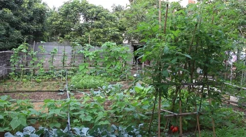 Landscape tree standing in the wind, the fruit in the garden Stock Footage 47456965