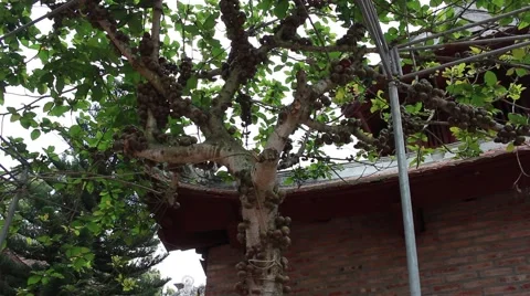 Landscape tree standing in the wind, the fruit in the garden Stock Footage 47457019