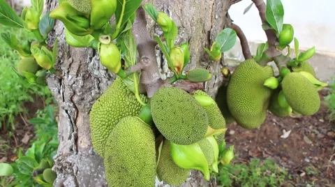 Landscape tree standing in the wind, the fruit in the garden Stock Footage 47457182
