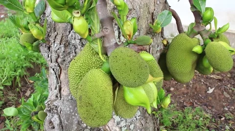 Landscape tree standing in the wind, the fruit in the garden Stock Footage 47457216