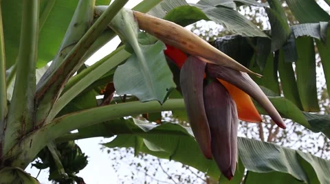 Landscape tree standing in the wind, the fruit in the garden Stock Footage 47457267