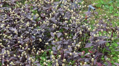 Landscape tree standing in the wind, the fruit in the garden Stock Footage 47457290
