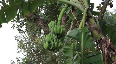 Landscape tree standing in the wind, the fruit in the garden Stock Footage 47457408