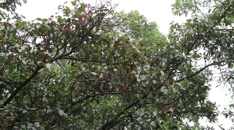 Landscape tree standing in the wind, the fruit in the garden Stock Footage 47457430