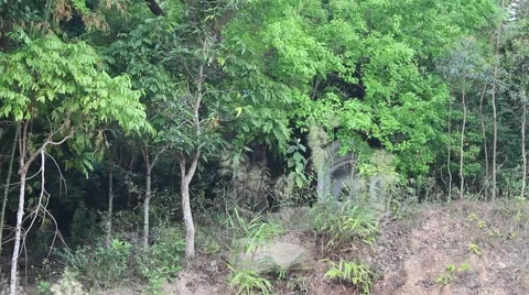 Landscape tree standing in the wind, the fruit in the garden Stock Footage 47457472