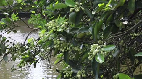 Landscape tree standing in the wind, the fruit in the garden Stock Footage 47457505