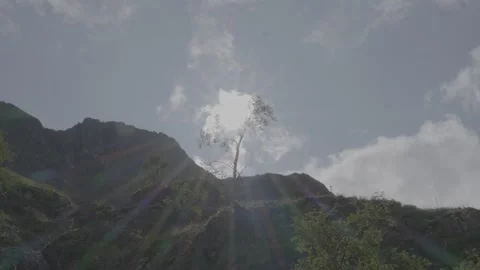 Landscape Tree Sun Stock-Footage 220567564