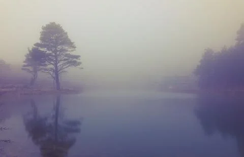 Landscape with tree in thick fog Stock-Fotos