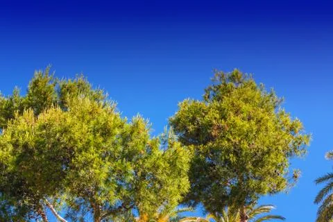 Landscape, tree tops of pine trees and palm trees Stock Photos