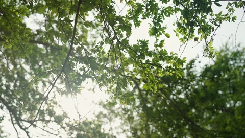 Landscape of tree under and sunlight in forest at morning, Thailand Stock Footage 240736013