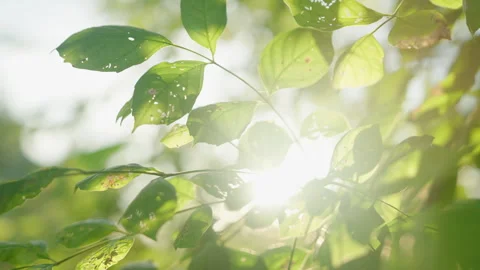 Landscape of tree under and sunlight in forest at morning, Thailand Stock Footage 243629938