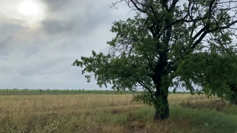 Landscape with a tree in the wind on the background of a field 库存影片 157035532